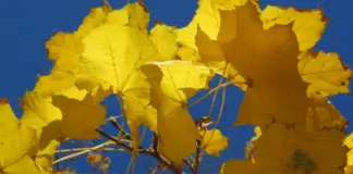 Слънце и есенно затопляне ни очакват до 23 октомври