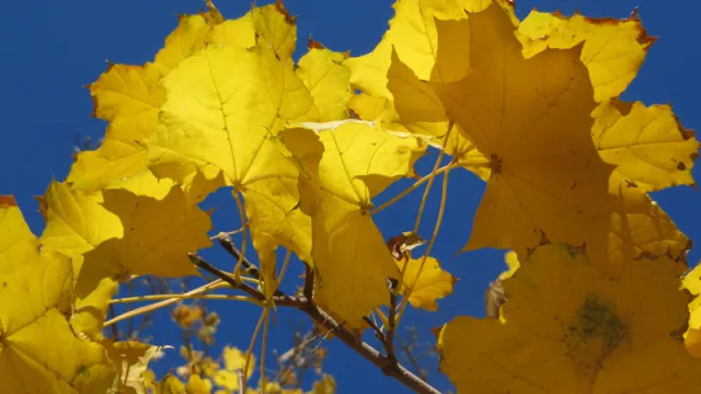 В петък ще е слънчево с разкъсана висока облачност преди
