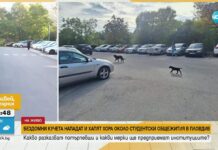 Бездомни кучета нападат пешеходци в Пловдив