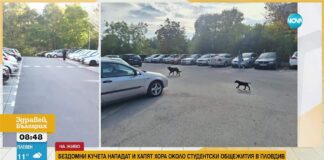 Бездомни кучета нападат пешеходци в Пловдив