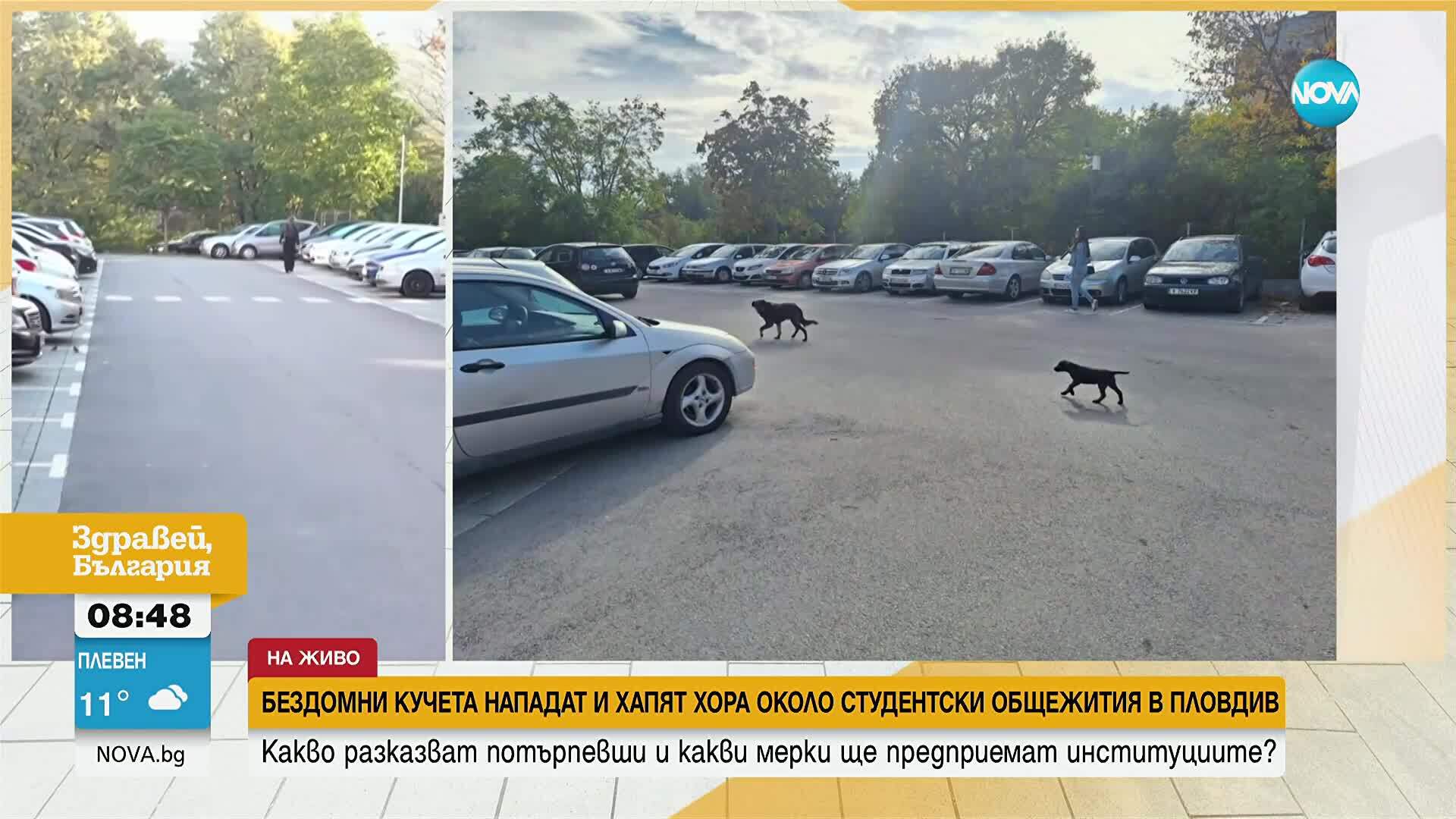Бездомни кучета нападат и хапят студенти и служители около новите
