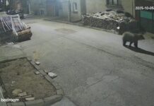 Мечка се разходи в доспатското село Бръщен