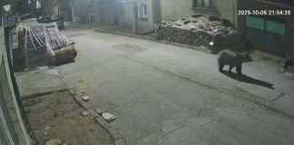 Мечка се разходи в доспатското село Бръщен