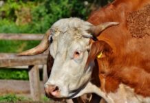 Бик уби мъж в старозагорско село