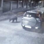 Мечка се разходи по улиците на Карлово