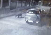 Мечка се разходи по улиците на Карлово