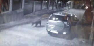 Денонощни патрули в Карлово заради мечката