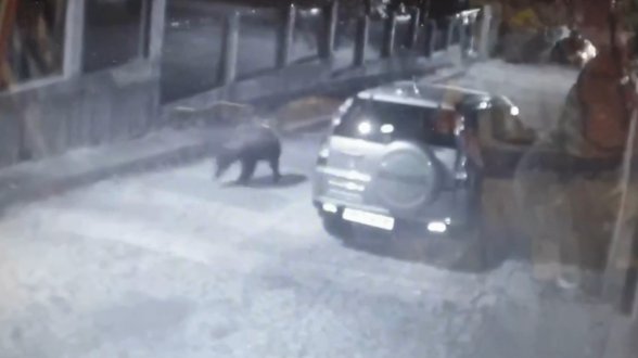 В Карлово са осигурени денонощни патрули заради забелязаната там мечка