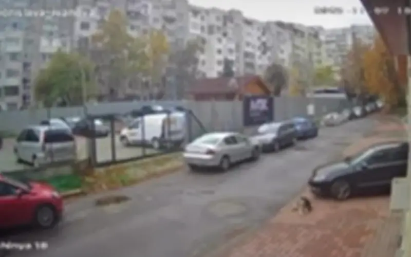 Зрителски сигнал алармира за поредна жестокост спрямо животно На 09 11 2025 г