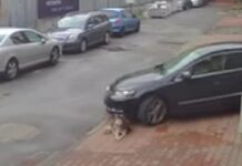 Гаранция от 5000 лв. за лекаря, прегазил кучето Мая