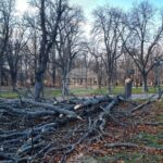 След бурния вятър в Пловдив над 80 сигнала за сериозни материални щети и потрошени автомобили