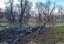 След бурния вятър в Пловдив над 80 сигнала за сериозни материални щети и потрошени автомобили