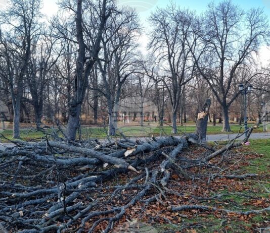 След бурния вятър в Пловдив над 80 сигнала за сериозни материални щети и потрошени автомобили