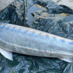 Безсрочна забрана за улов на есетрови риби в Дунав и Черно море от 1 януари