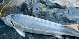 Безсрочна забрана за улов на есетрови риби в Дунав и Черно море от 1 януари