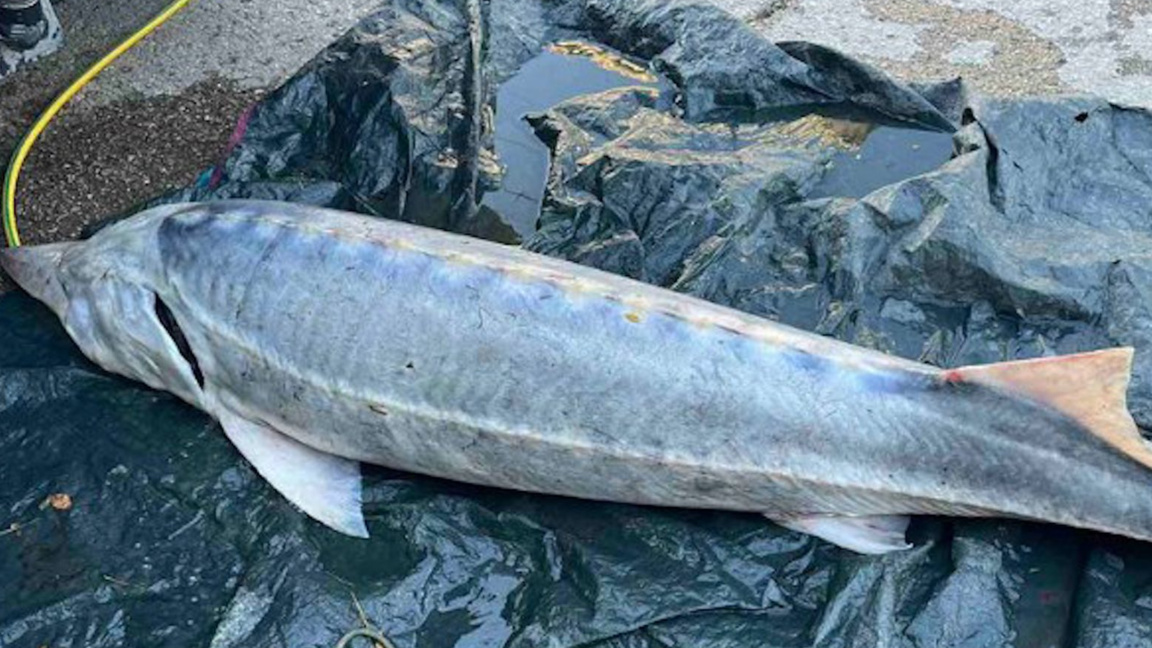 От 1 януари 2026 г се въвежда безсрочна забрана за