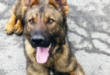 Граничарското куче Бояр откри над 70 кг марихуана на ГКПП Малко Търново