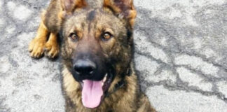 Граничарското куче Бояр откри над 70 кг марихуана на ГКПП Малко Търново