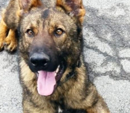 Граничарското куче Бояр откри над 70 кг марихуана на ГКПП Малко Търново