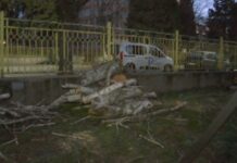 След силния вятър в Стара Загора: паднали дървета и щети по жилища и автомобили