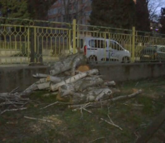 След силния вятър в Стара Загора: паднали дървета и щети по жилища и автомобили