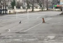 Лисица се разходи в двора на столично училище