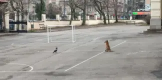 Лисица се разходи в двора на столично училище