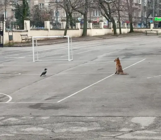 Лисица се разходи в двора на столично училище