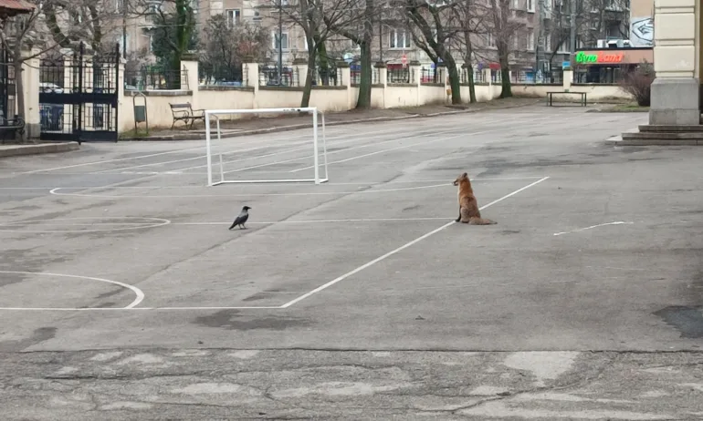 Лисица беше забелязана да се разхожда в двора на столичното