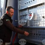 Две мечки от Аржентина пристигнаха на летище „Васил Левски“, ще живеят в парка край Белица