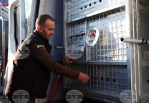 Две мечки от Аржентина пристигнаха на летище „Васил Левски“, ще живеят в парка край Белица