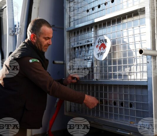 Две мечки от Аржентина пристигнаха на летище „Васил Левски“, ще живеят в парка край Белица