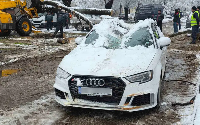 Дърво падна върху лек автомобил в пловдивския район Южен Нанесени