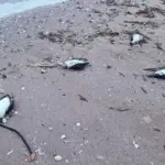 9 делфина и над 300 буревестника са открити мъртви на Северното Черноморие