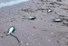 9 делфина и над 300 буревестника са открити мъртви на Северното Черноморие