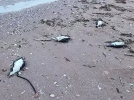 9 делфина и над 300 буревестника са открити мъртви на Северното Черноморие