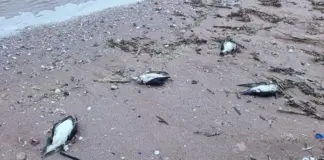 9 делфина и над 300 буревестника са открити мъртви на Северното Черноморие