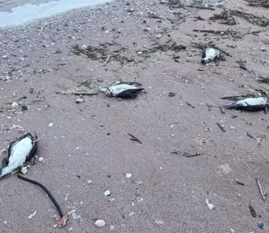 9 делфина и над 300 буревестника са открити мъртви на Северното Черноморие