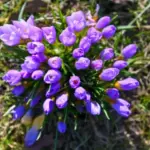 Слънчево и топло остава през следващите дни