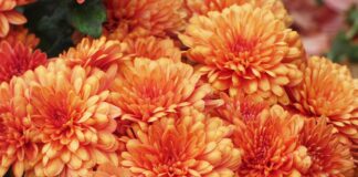 Жена открадна цветя за 1000 евро на 8 март в Несебър