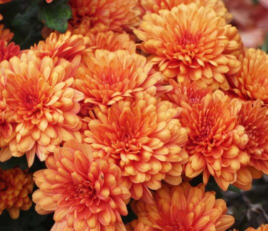 Жена открадна цветя за 1000 евро на 8 март в Несебър