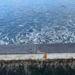 Мъж изля препарат в извор в Карловско и уби 1.5 тона пъстърва, задържан е