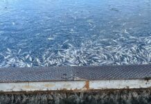 Мъж изля препарат в извор в Карловско и уби 1.5 тона пъстърва, задържан е