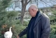 Борисов пусна видео с бял котка на фона на „Черни котараци“ на Миленита