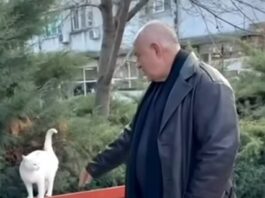 Борисов пусна видео с бял котка на фона на „Черни котараци“ на Миленита