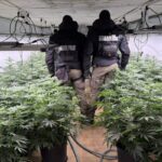 Разкриха наркооранжерия в село до Своге. Задържан е македонец, издирван от Интерпол