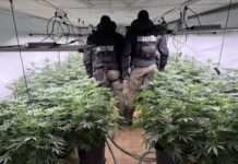 Разкриха наркооранжерия в село до Своге. Задържан е македонец, издирван от Интерпол