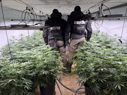 Разкриха наркооранжерия в село до Своге. Задържан е македонец, издирван от Интерпол