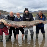 Уловиха гигантски сом в язовир „Огоста“ – 2,5 м и 90 кг