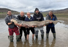 Уловиха гигантски сом в язовир „Огоста“ – 2,5 м и 90 кг